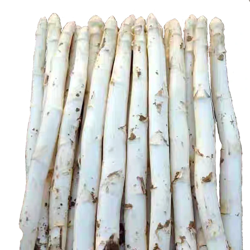 白芦笋  粗白芦笋净重3斤新鲜蔬菜农家种植山东曹县