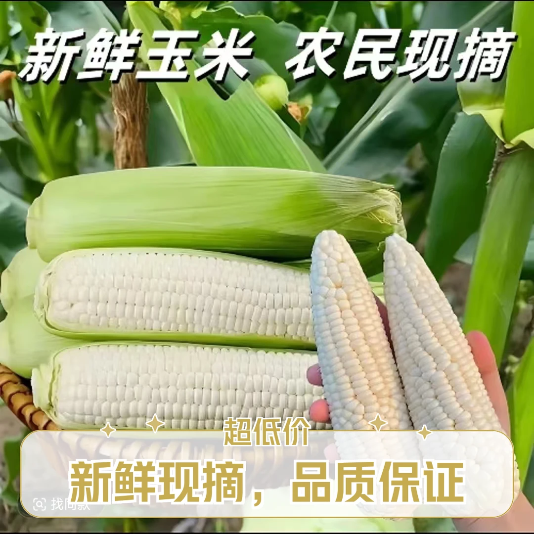 【2根试吃】新鲜白糯玉米棒饱满嫩玉米现摘先发粗粮营养代餐鲜嫩
