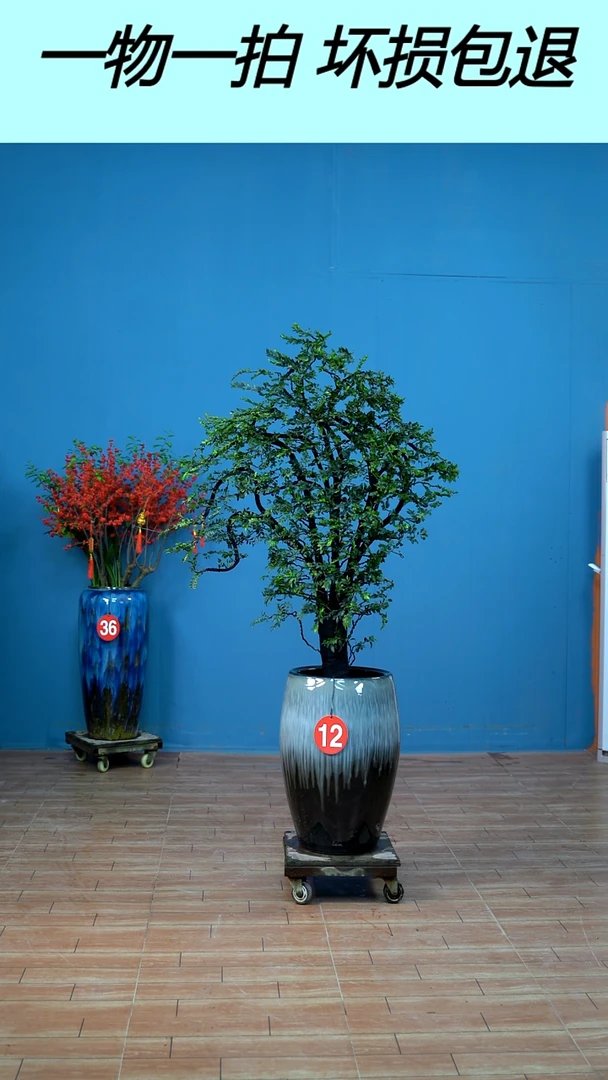 无花朵广东小叶紫檀12号