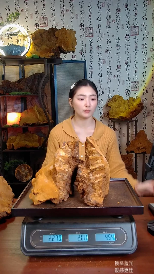 松针层孔菌中国大陆【藏区 野生】松树桑黄（1.64斤）80-90年份