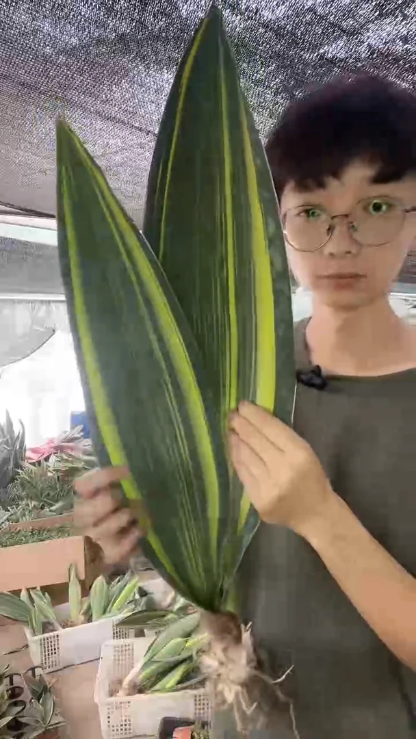 1号黄金宝镜裸根128