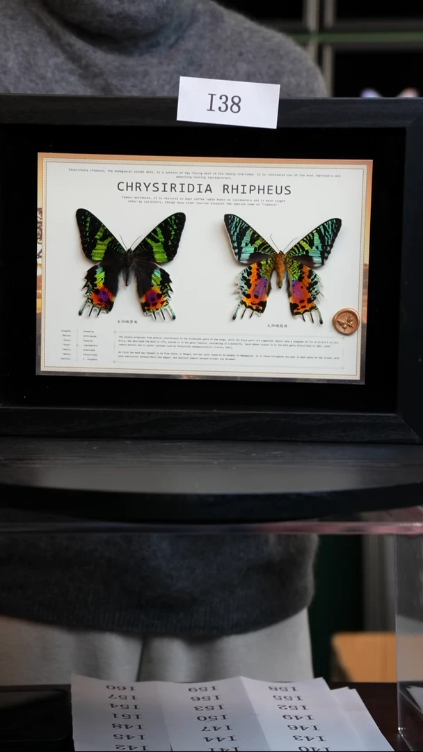 蛾子标本摆件竞拍I38