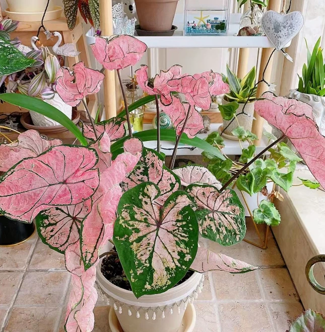 室内 盆栽    花烛 系列