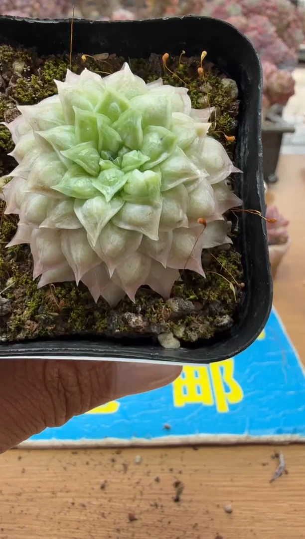 东云多肉园二店-151