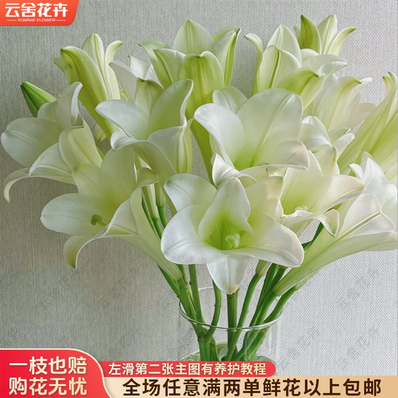 【云舍花卉】【白铁炮】单瓣百合 全场鲜花任意满两单及以上包邮发货