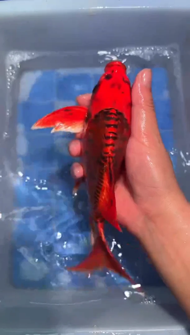 蝴蝶鲤鱼一物一拍