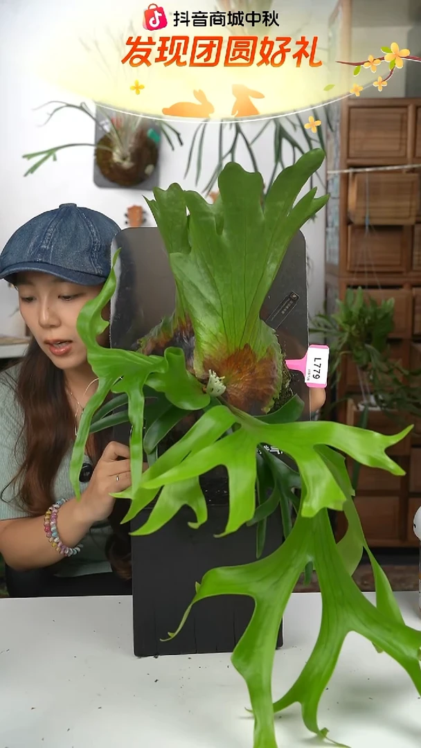 不开花植物L779-皇冠鹿角蕨（大）叶片微瑕