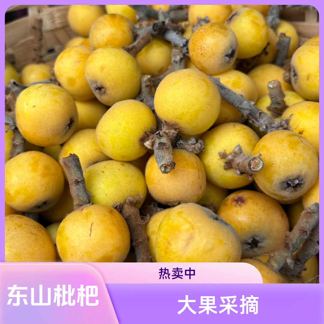 (大果）苏州东山白玉枇杷采摘果园直发