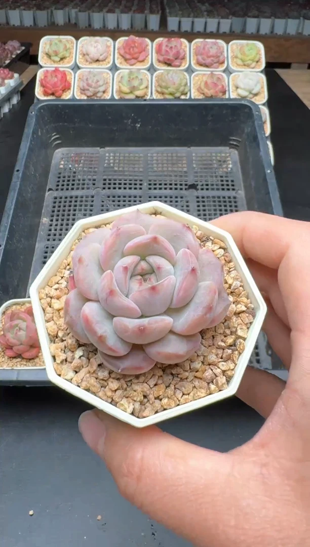 【闪购商品】353B物拍多肉带盆土6.5杯拍3颗包柚