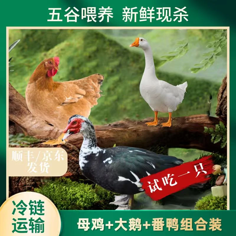 【竹林】1只黄油老母鸡+1只大白鹅+赠1只番鸭 共3只净重11斤