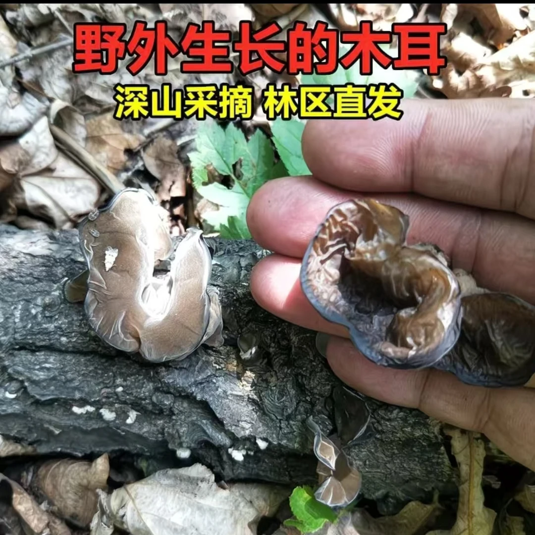 大兴安岭深山椴木野生木耳（1*250克