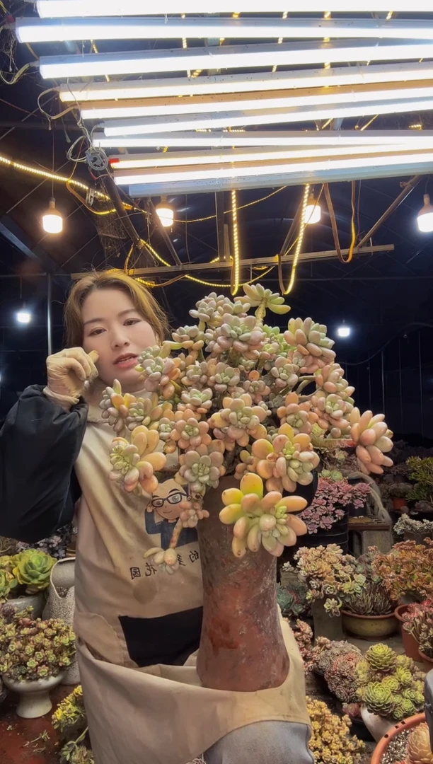 【闪购商品】问问吾问无为谓