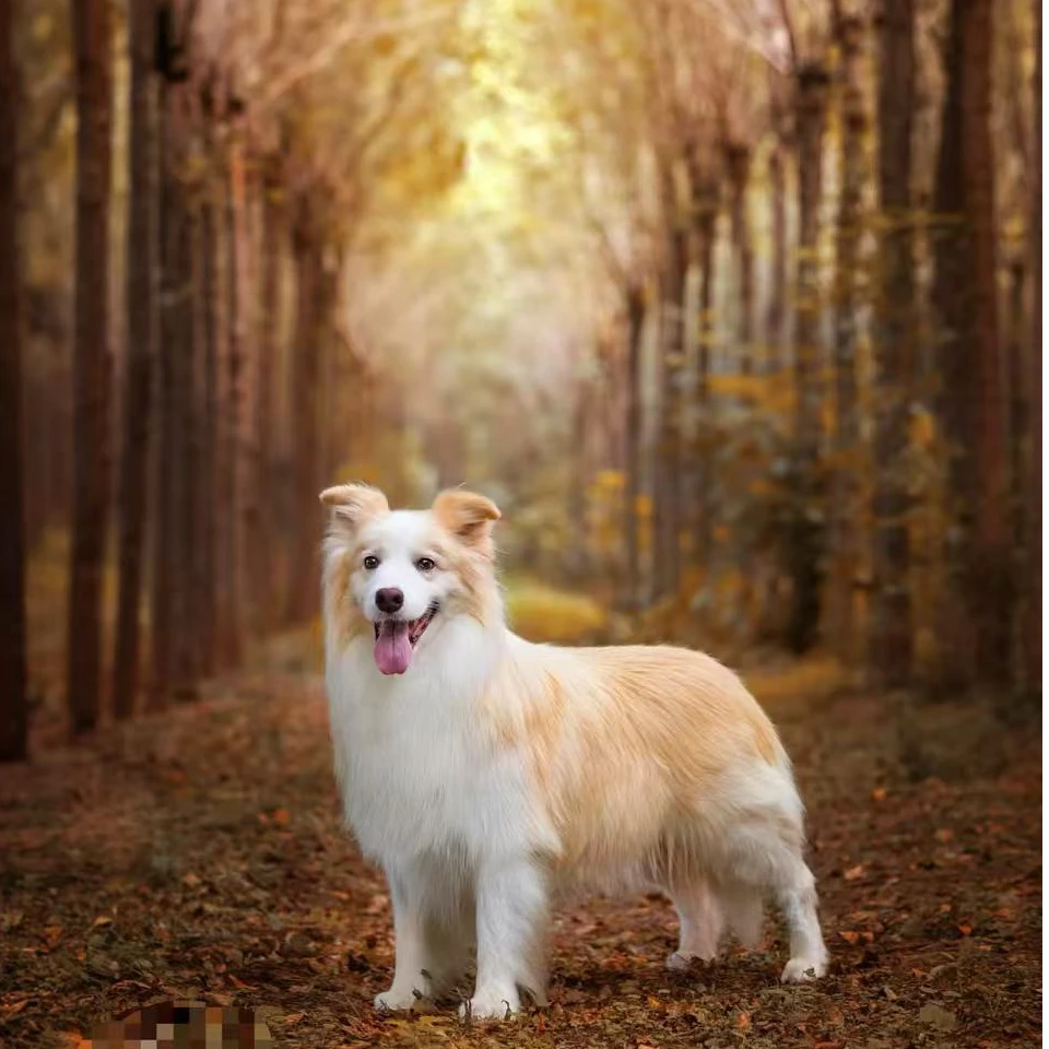 疾风27李恒纯种边牧幼犬七白三通边境牧羊犬活体黑白陨石宠物狗狗