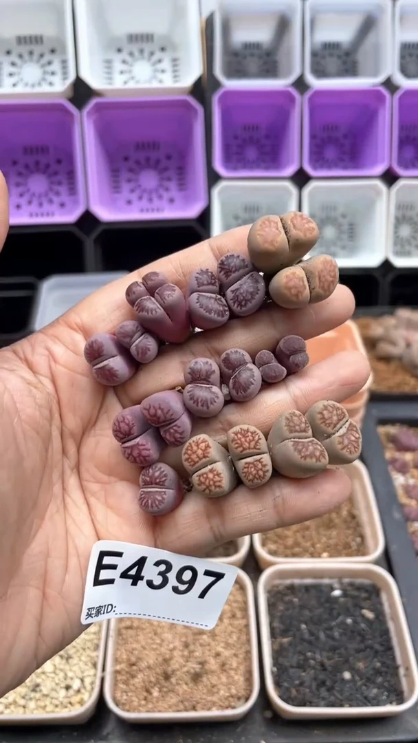 4397直播一物一拍