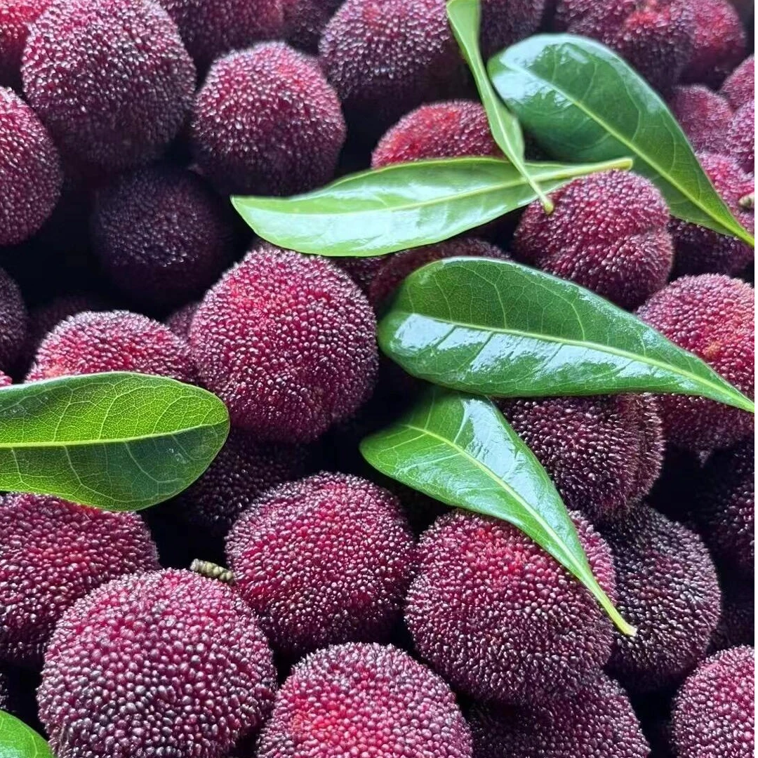 【仙居东魁杨梅】 8A 高品质东魁头茬杨梅 现采现摘 江浙沪次日达新鲜杨梅杨梅同城送浙江省