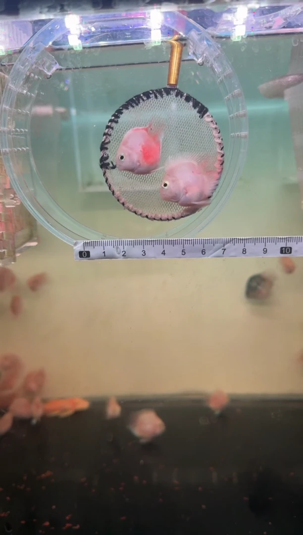 鹦鹉鱼胭脂粉一对