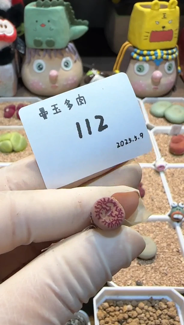 25.5.9-112多肉多肉