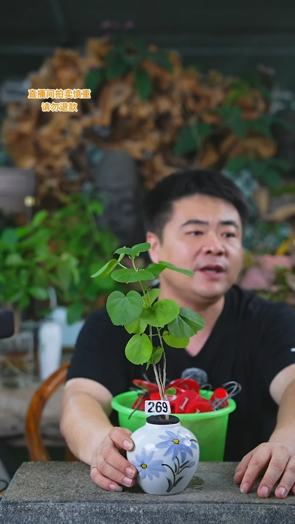 当前无花栽培后可以开花269滨朴+