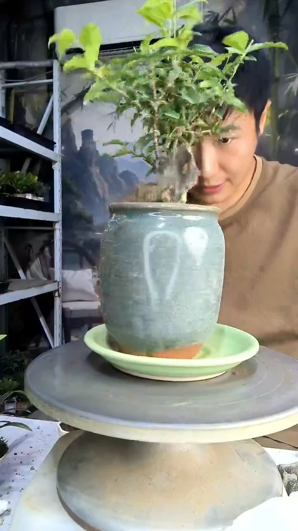 执*中青园艺一物一拍175