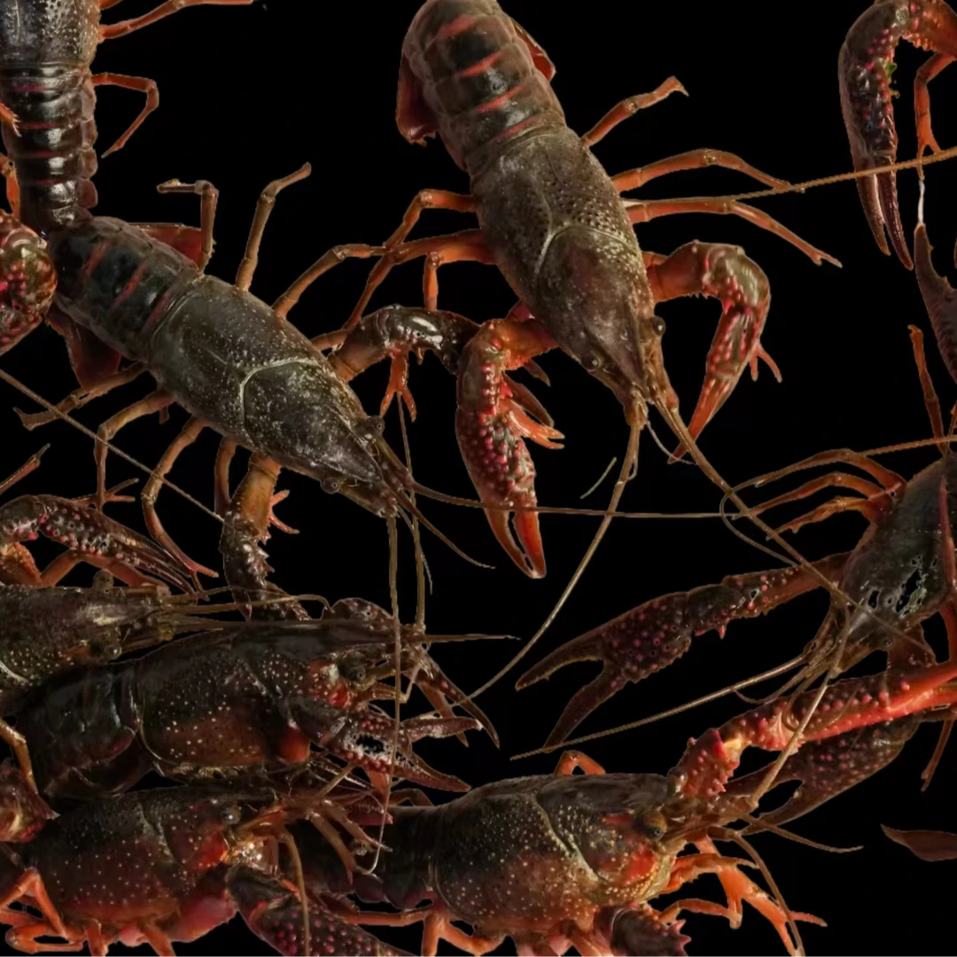 清水养殖鲜活美味小龙虾肉质鲜嫩到手