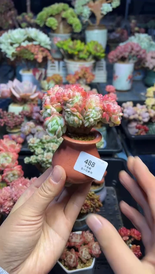 小**儿488                 带盆