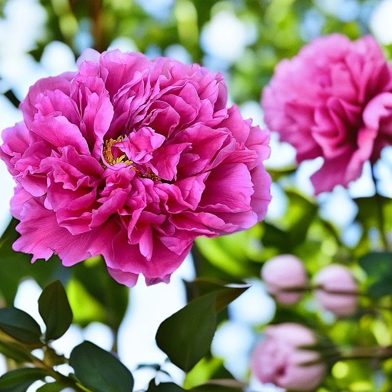 菏泽观赏牡丹花盆栽家用室内植物重瓣客厅花绿植盆栽花卉盆栽杜鹃