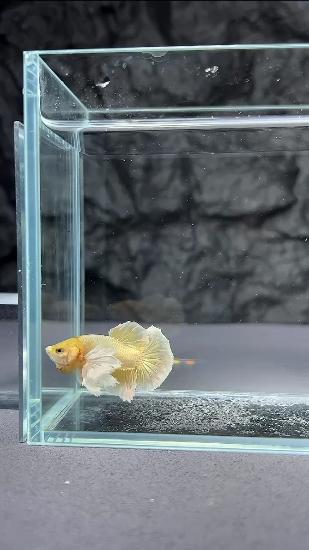 斗鱼竞拍链接127
