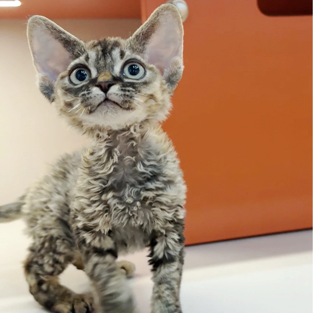 0801棕虎斑妹妹-麦穗