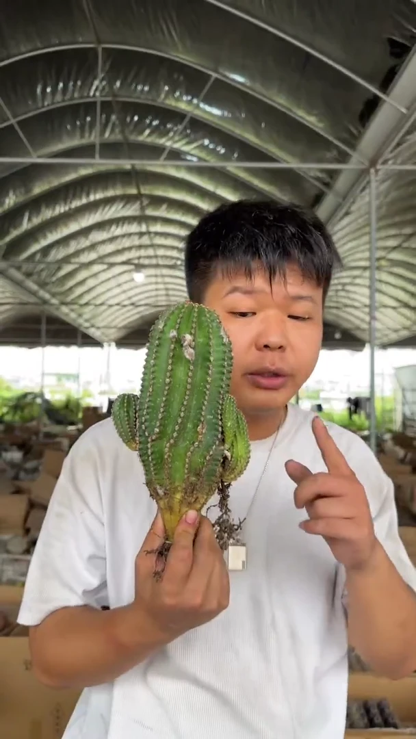 高13-20cm 黑金刚【实生根】