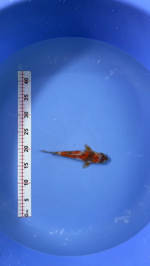 锦鲤活体二号链接