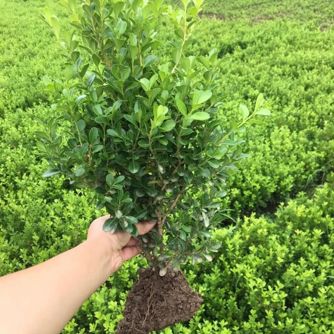 小叶瓜子黄杨树苗黄杨球冬青北海道绿篱植物四季常青园林绿化小苗