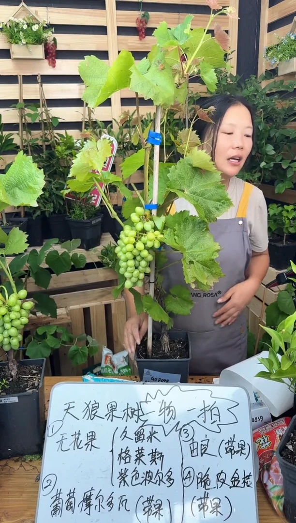 脆皮金桔 6.5L GSD041