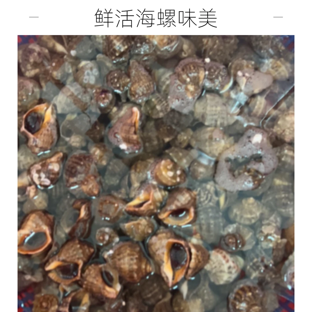 活海螺 脆甜海蛎螺2斤