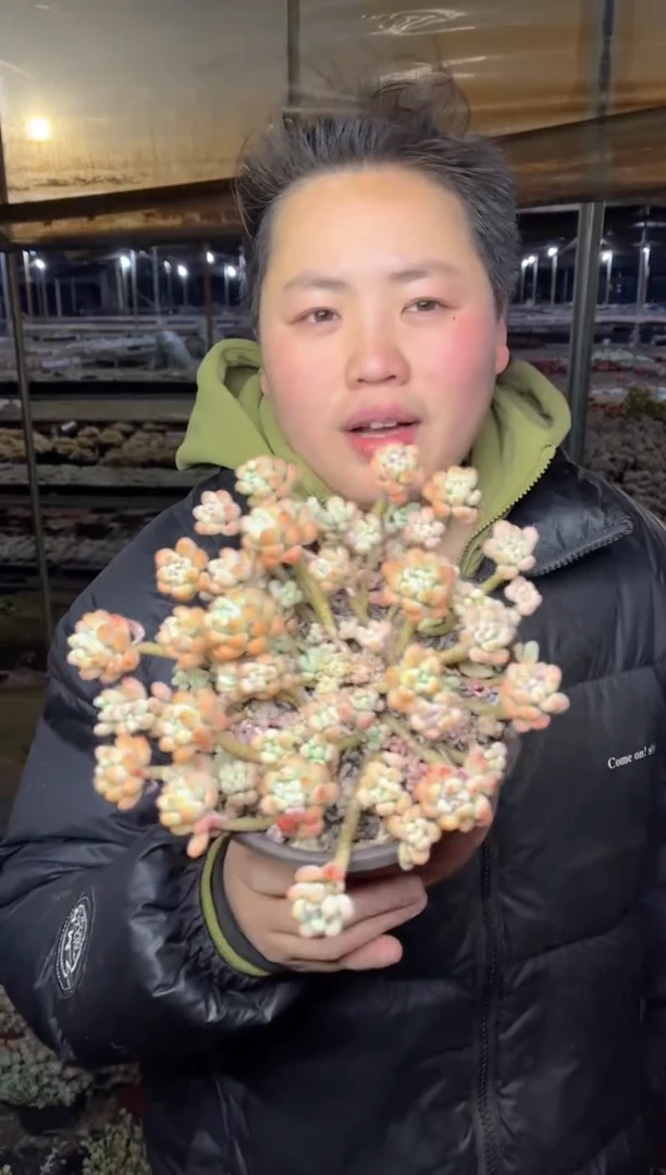 【闪购商品】61-绿豆大群带盆土7