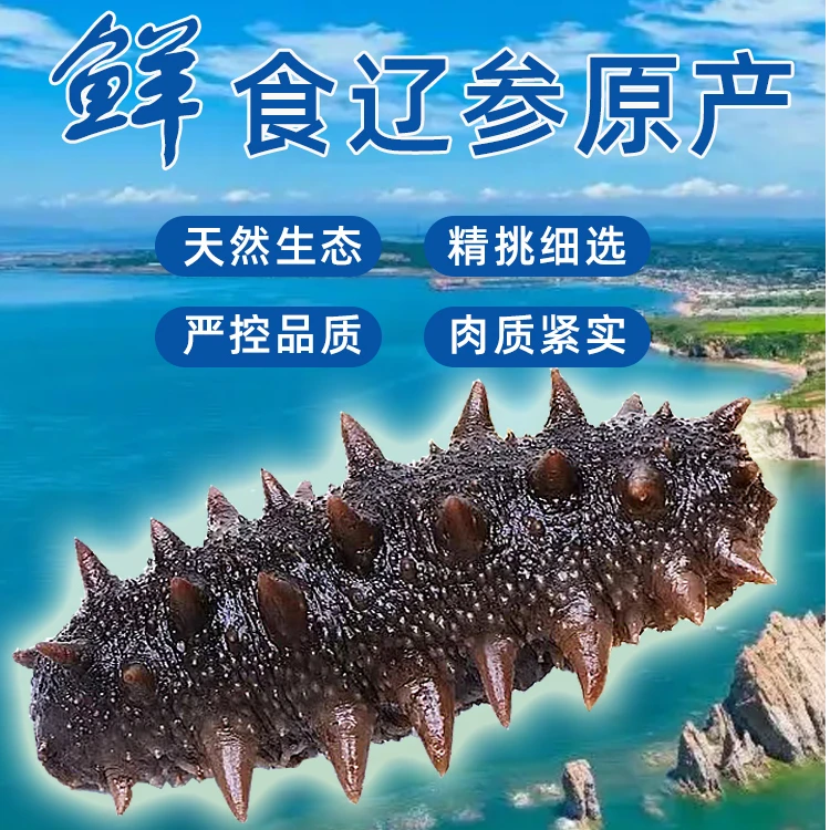 辽参原产地鲜食海参无添加安全即食蒸制海参源头工厂发货滋补佳品