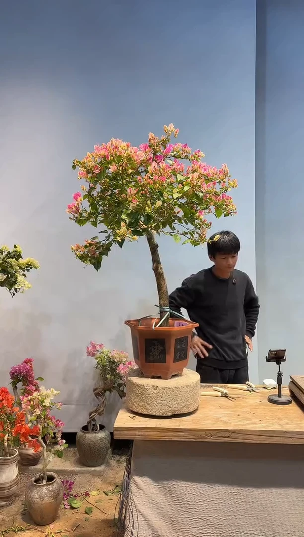 以实际为准三角梅52