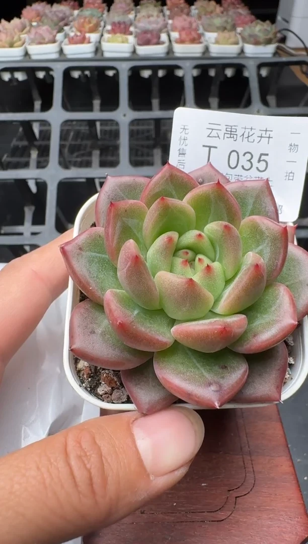 035T带盆土发(6.5cm杯） 当场拍3颗以上包柚 多肉植物