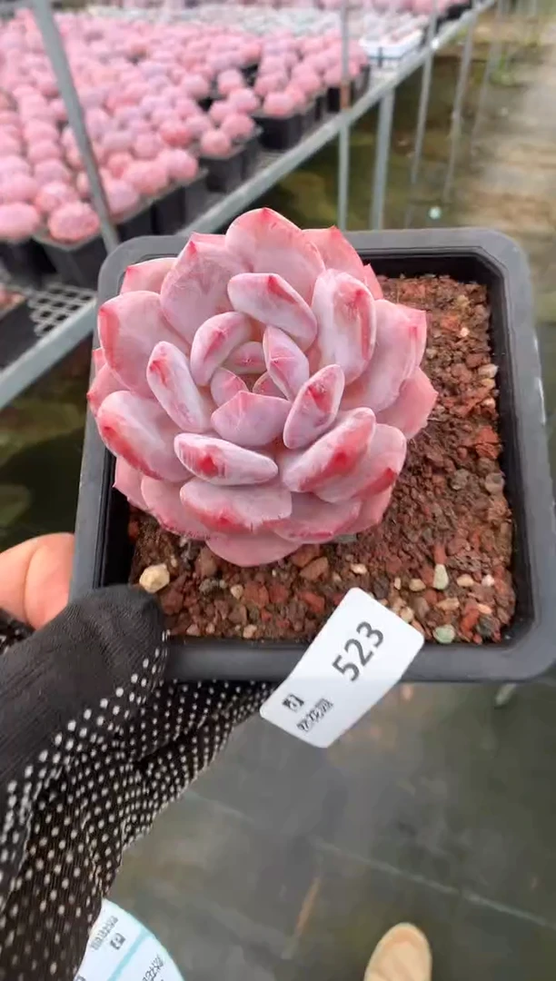 523星橙一物一拍