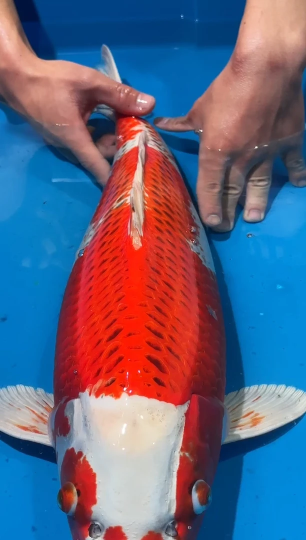 锦鲤佛山金隆锦鲤直播专用闪购链接，不支持7天无理由退货退款