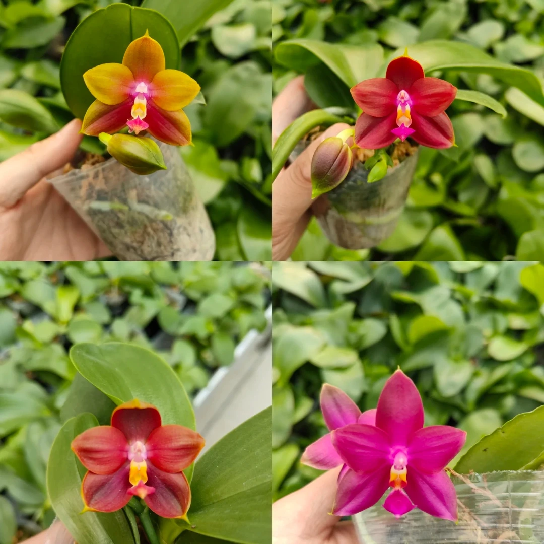 夏日新魔法交泽恩蝴蝶兰实生苗每棵都不同浓香型实生苗好运来兰园