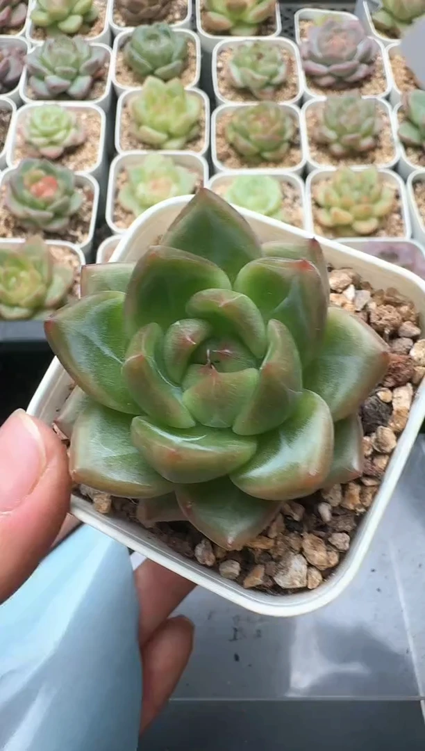 290D云禹多肉植物 带盆土纸巾打包 3颗包邮