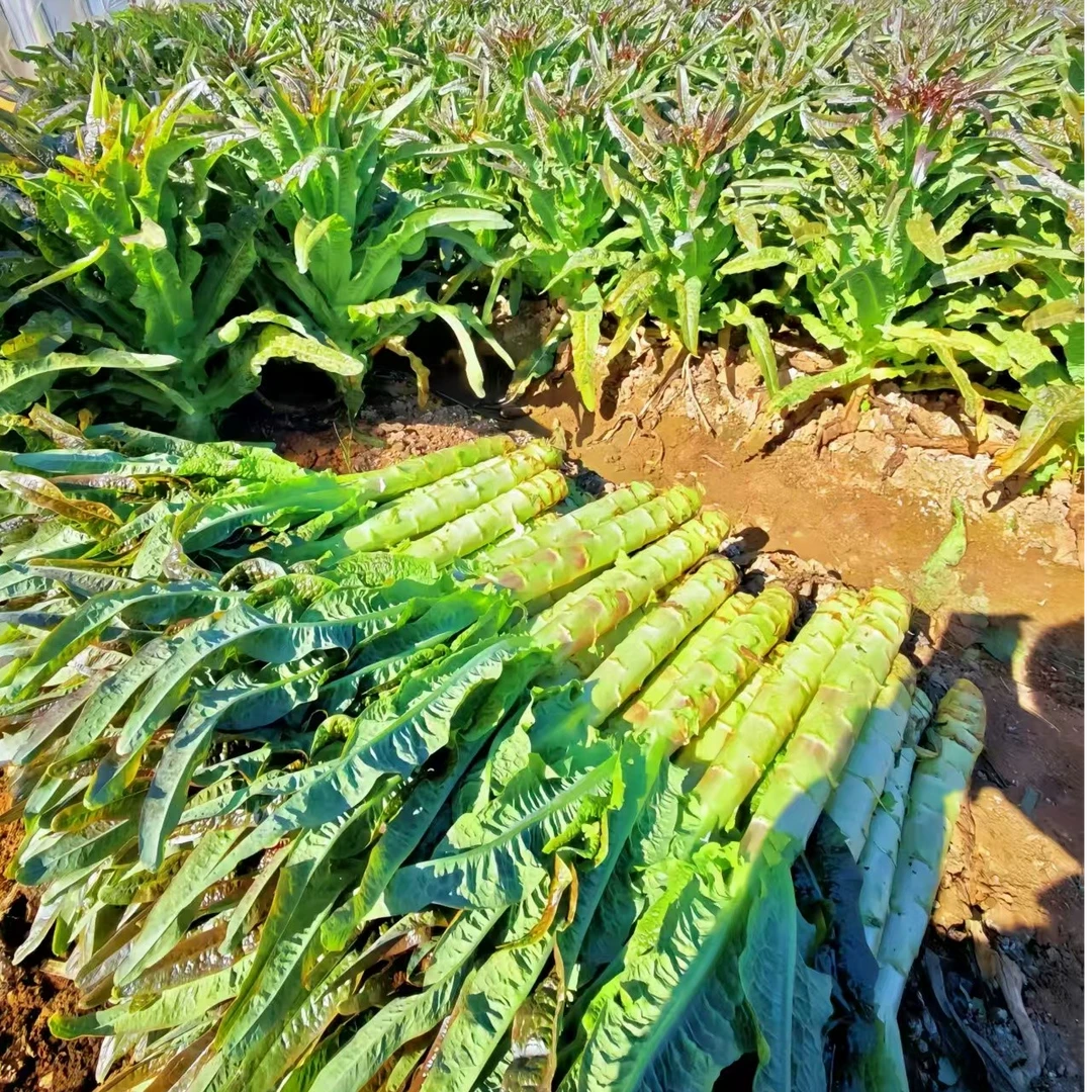 【寒冷地区】云南高山露天紫叶香莴笋新鲜采摘当天发货鲜甜脆嫩