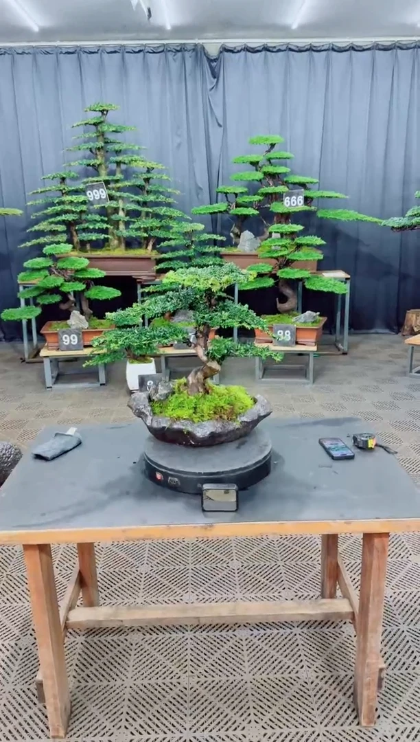 无花朵迎客松1111松树盆景