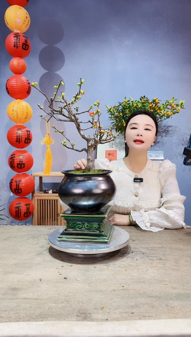 【闪购商品】盆景海棠 长寿冠