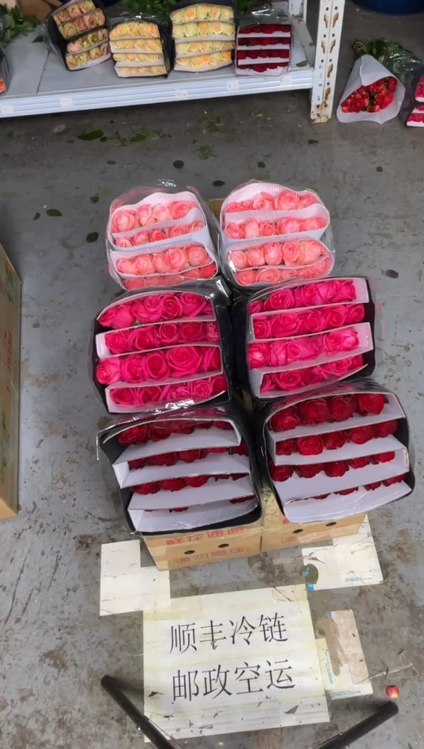 高原红20枝+佛洛依德20枝+戴安娜20枝