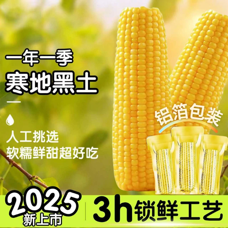 【12棒！8-9斤重！】25年东北黄糯玉米粘糯甜棒支280-350g‘（试吃4根