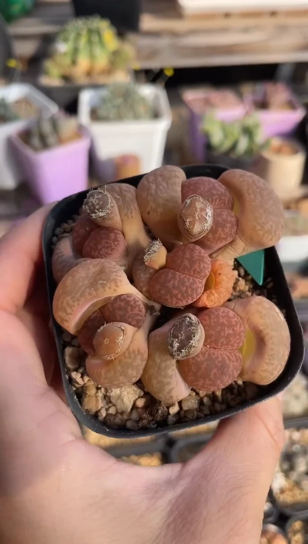 【闪购商品】9145直播一物一拍