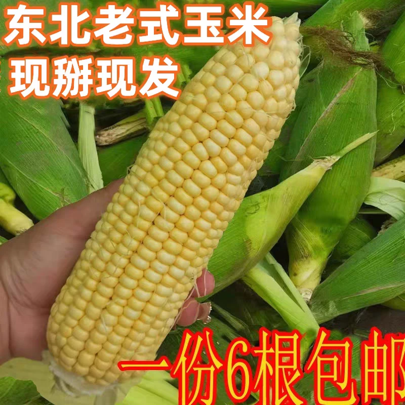 黏苞米东北老品种玉米软糯香甜带皮发货现货现发包邮