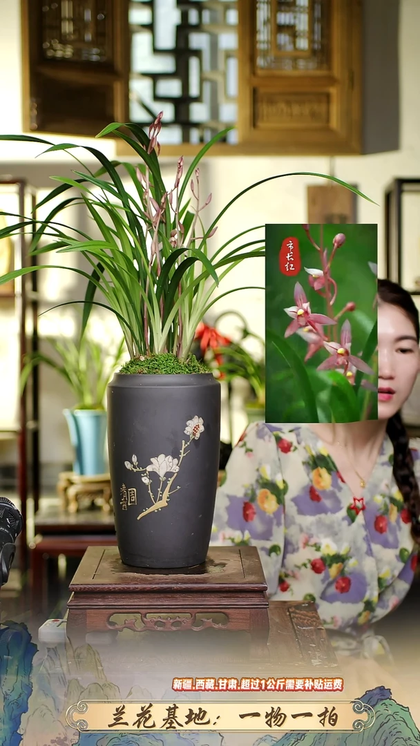 兰花建兰花仙子带花苞带盆