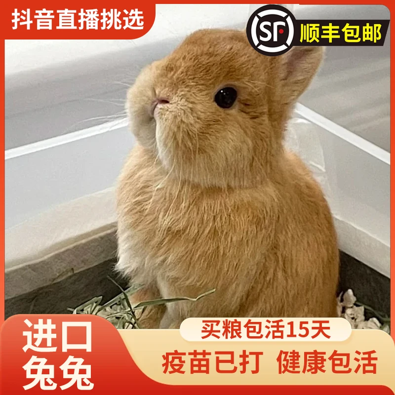 美系双血宠物兔小体侏儒兔迷你萌宠兔子茶杯兔活体垂耳兔小宠丰玺
